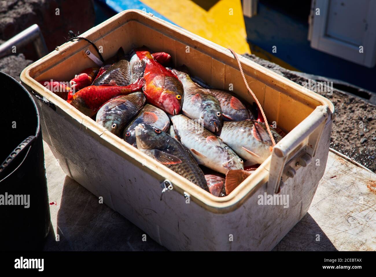 Box of freshly caught sea fish hi-res stock photography and images - Alamy