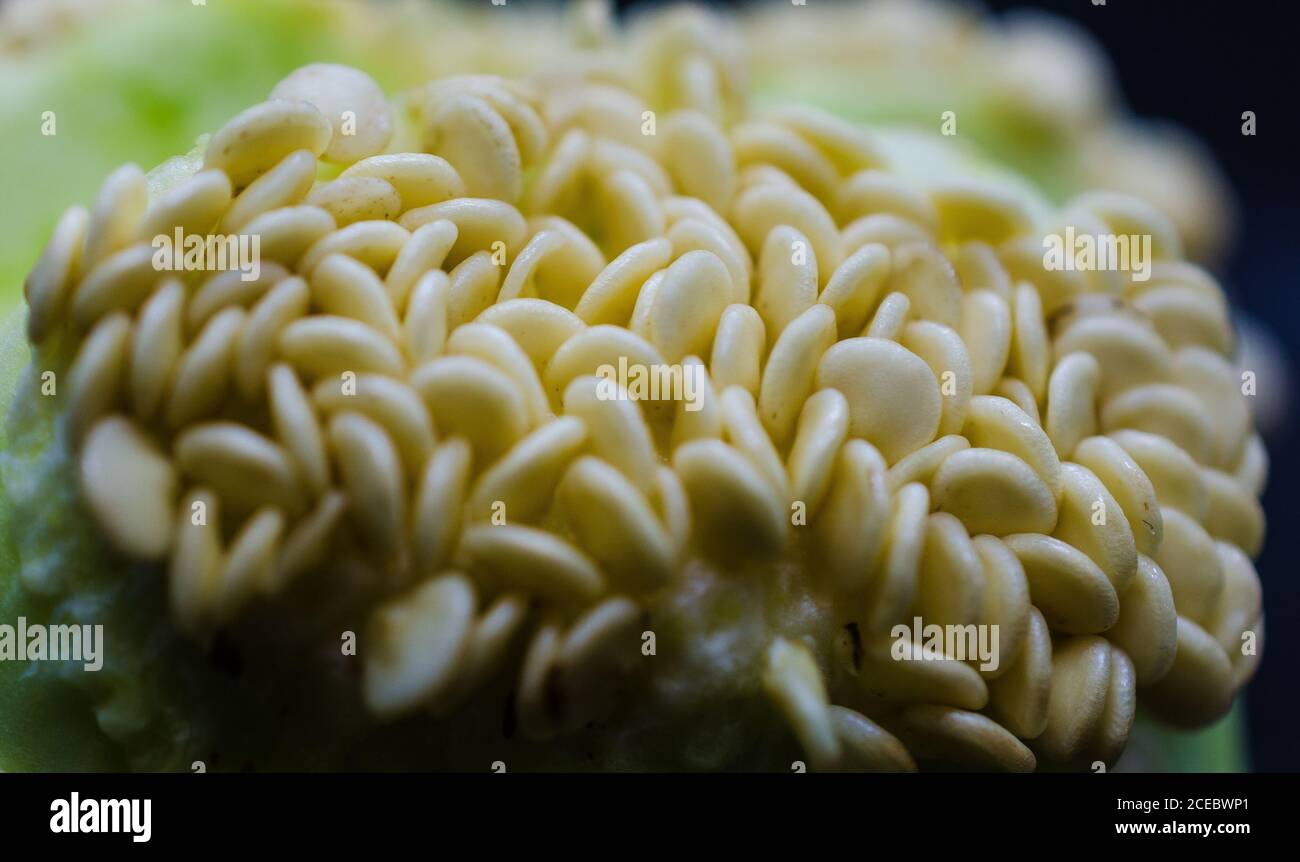Micro shoot of Capsicum seeds Stock Photo Alamy