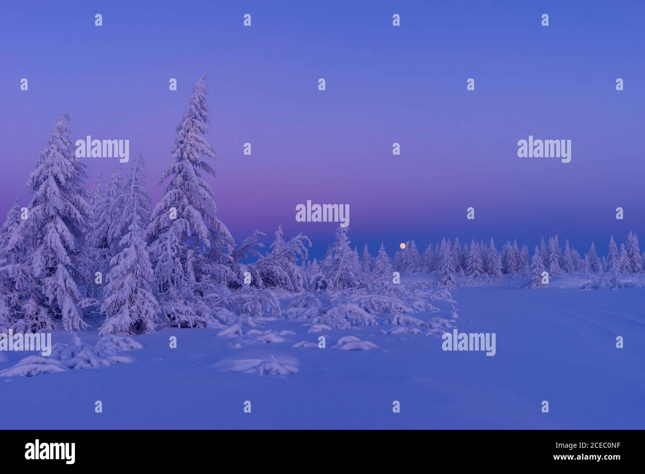 Zen frozen ice snow tree hi-res stock photography and images - Alamy