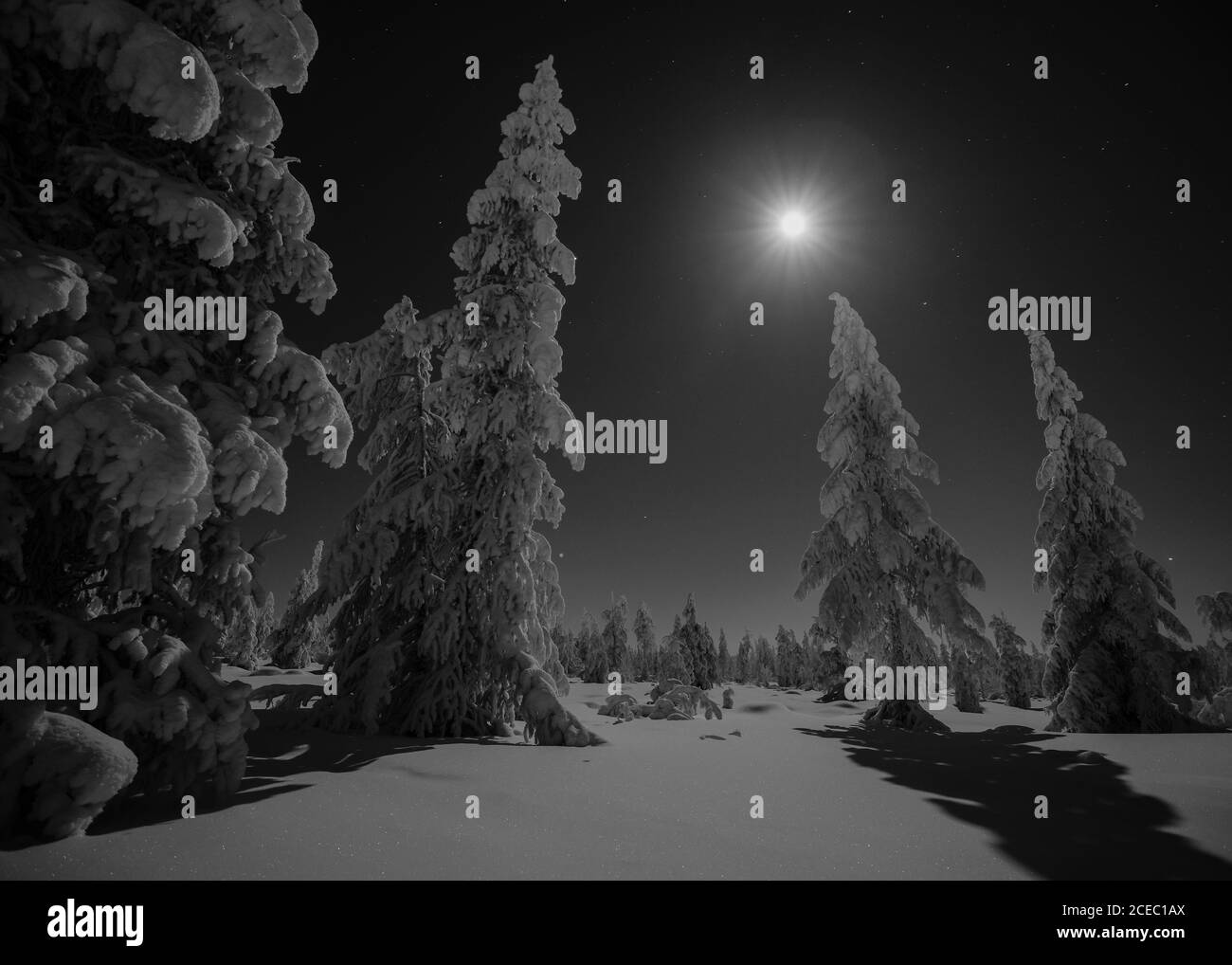 beautiful winter night fairy landscape Stock Photo