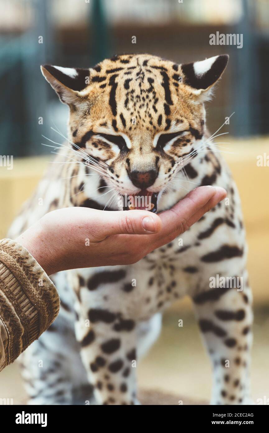 Hand stroking leopard in the zoo Stock Photo