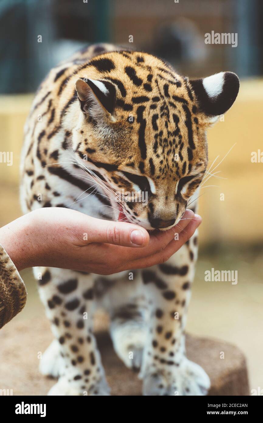 Hand stroking leopard in the zoo Stock Photo