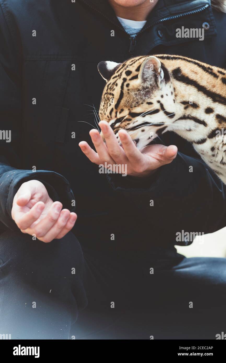 man feeding leopard in zoo Stock Photo