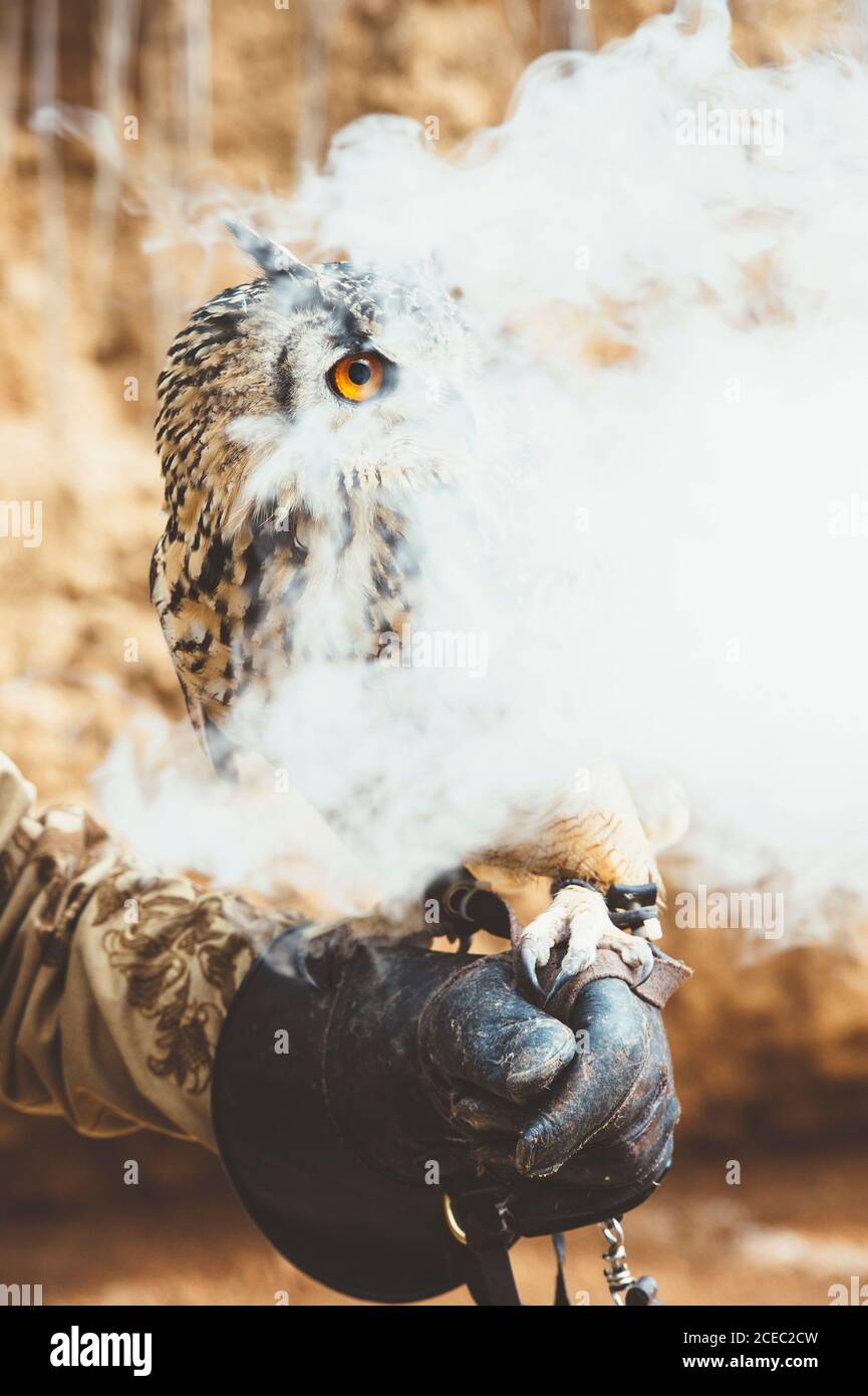 Hand in leather glove and owl sitting in puffed smoke in nature. Stock Photo
