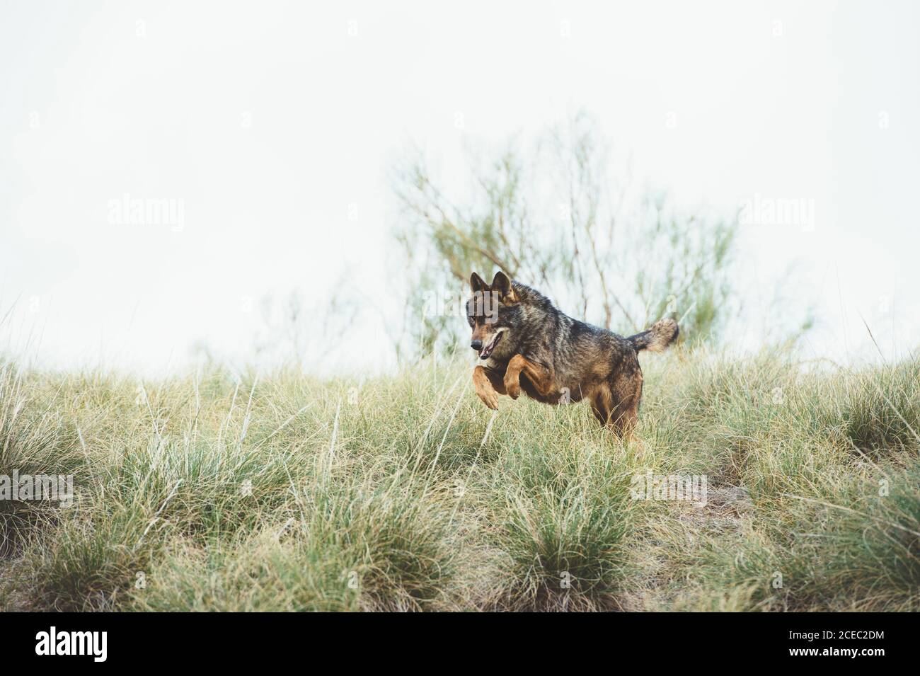 Brown fur wolf having fun and jumping on green grass in the reserve. Stock Photo