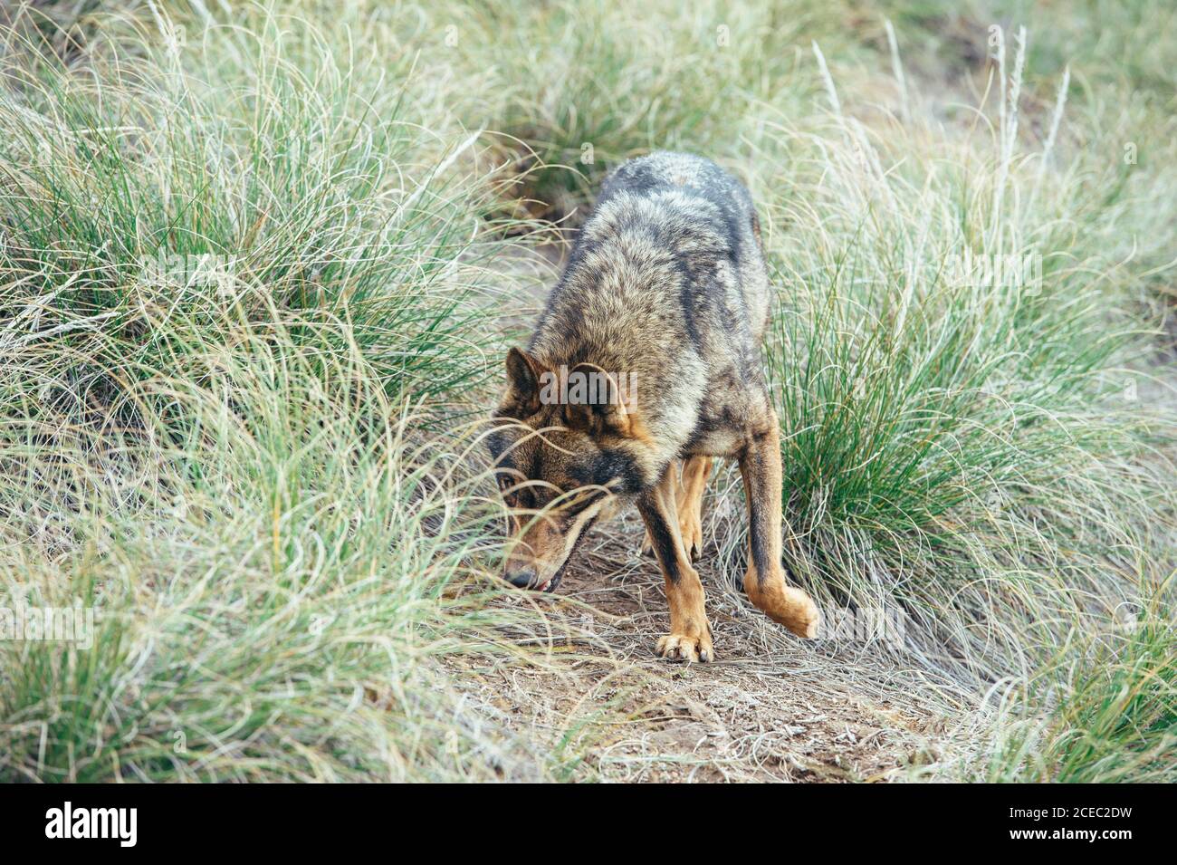 Wolf jumping on green grass Stock Photo