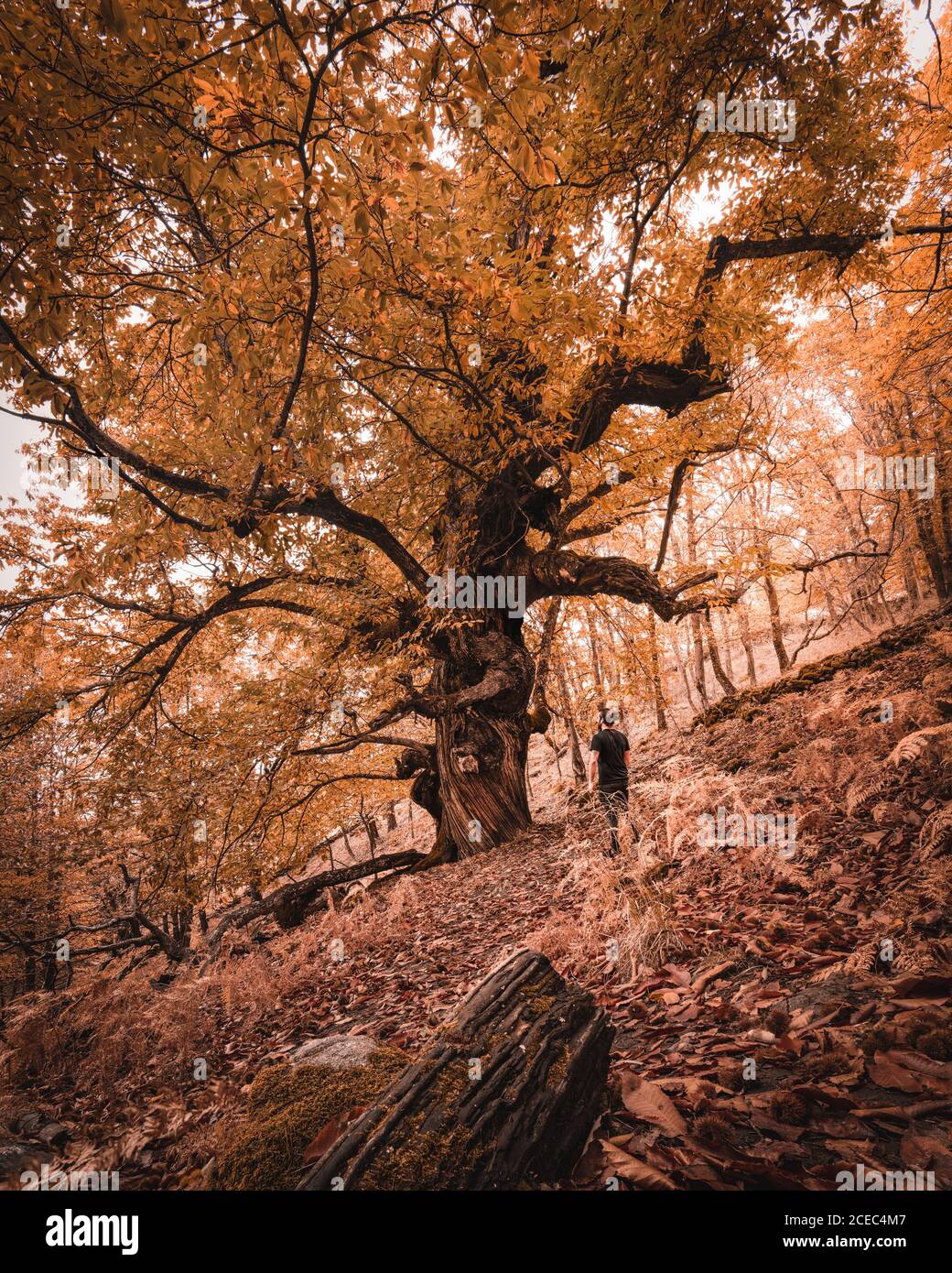 Back view of male in casual outfit standing near autumn tree in majestic autumn forest in Extremadura, Spain Stock Photo