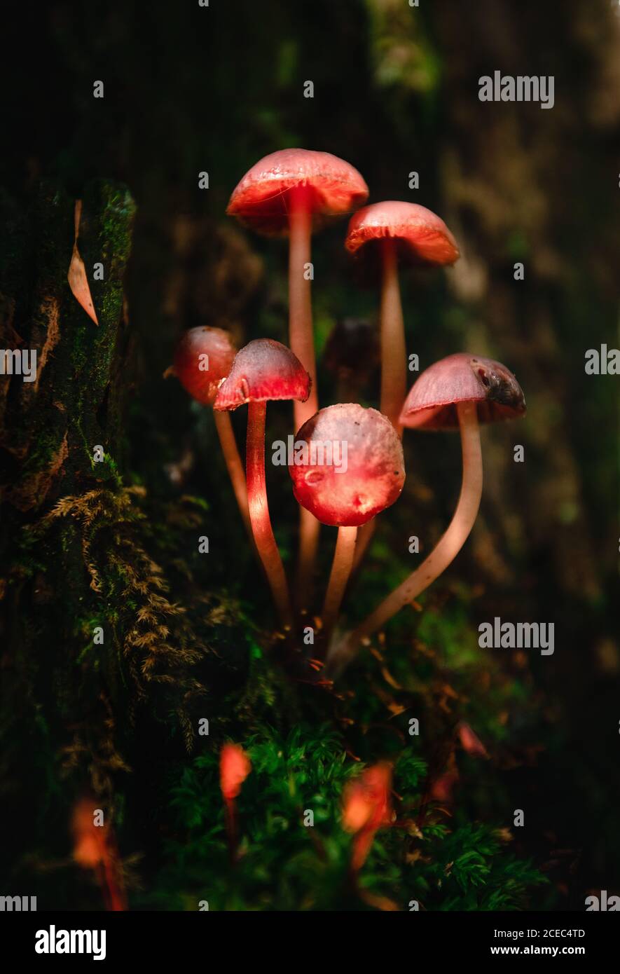 Little mushrooms growing on moss Stock Photo