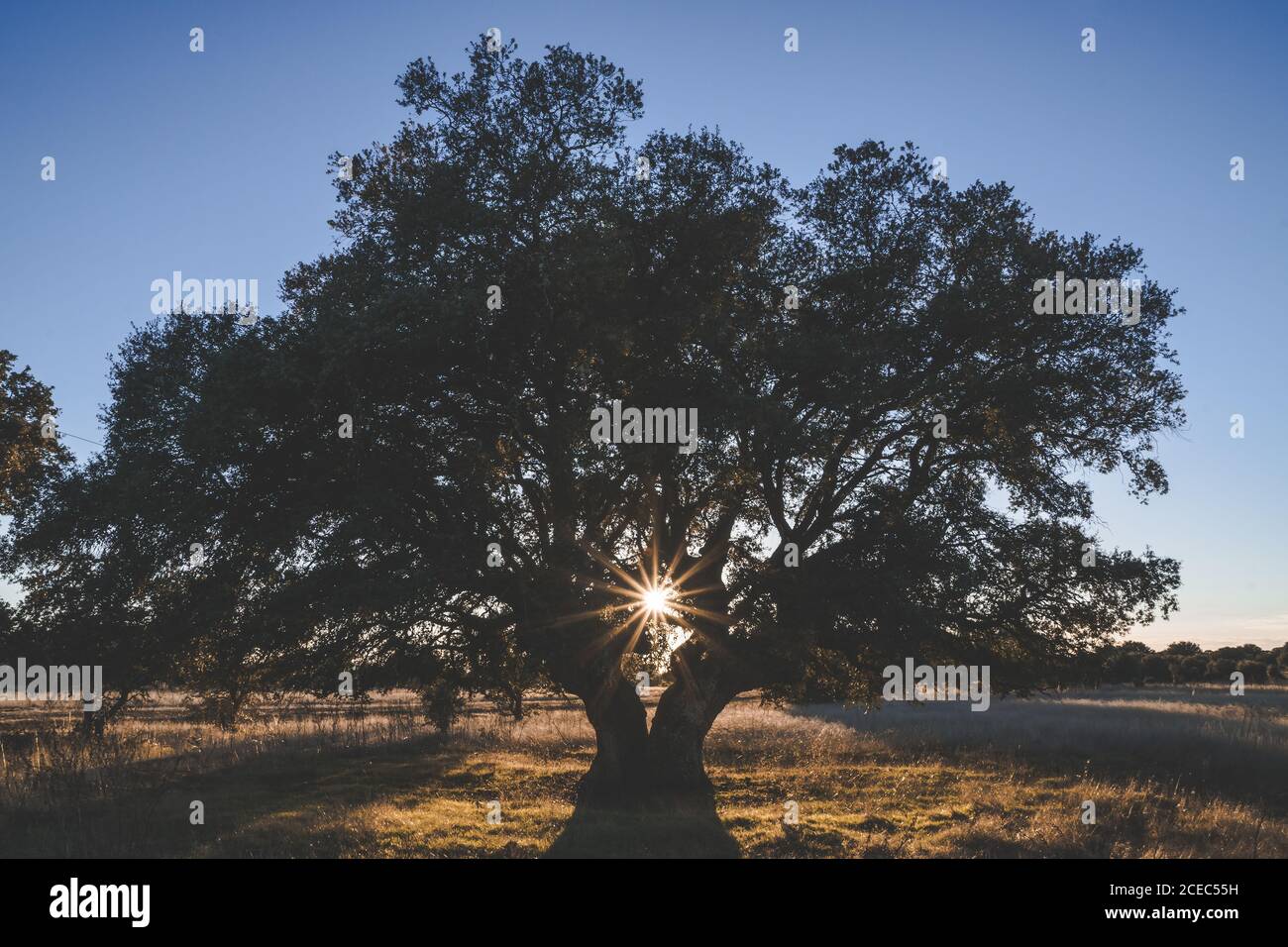Big tree in green hi-res stock photography and images - Alamy
