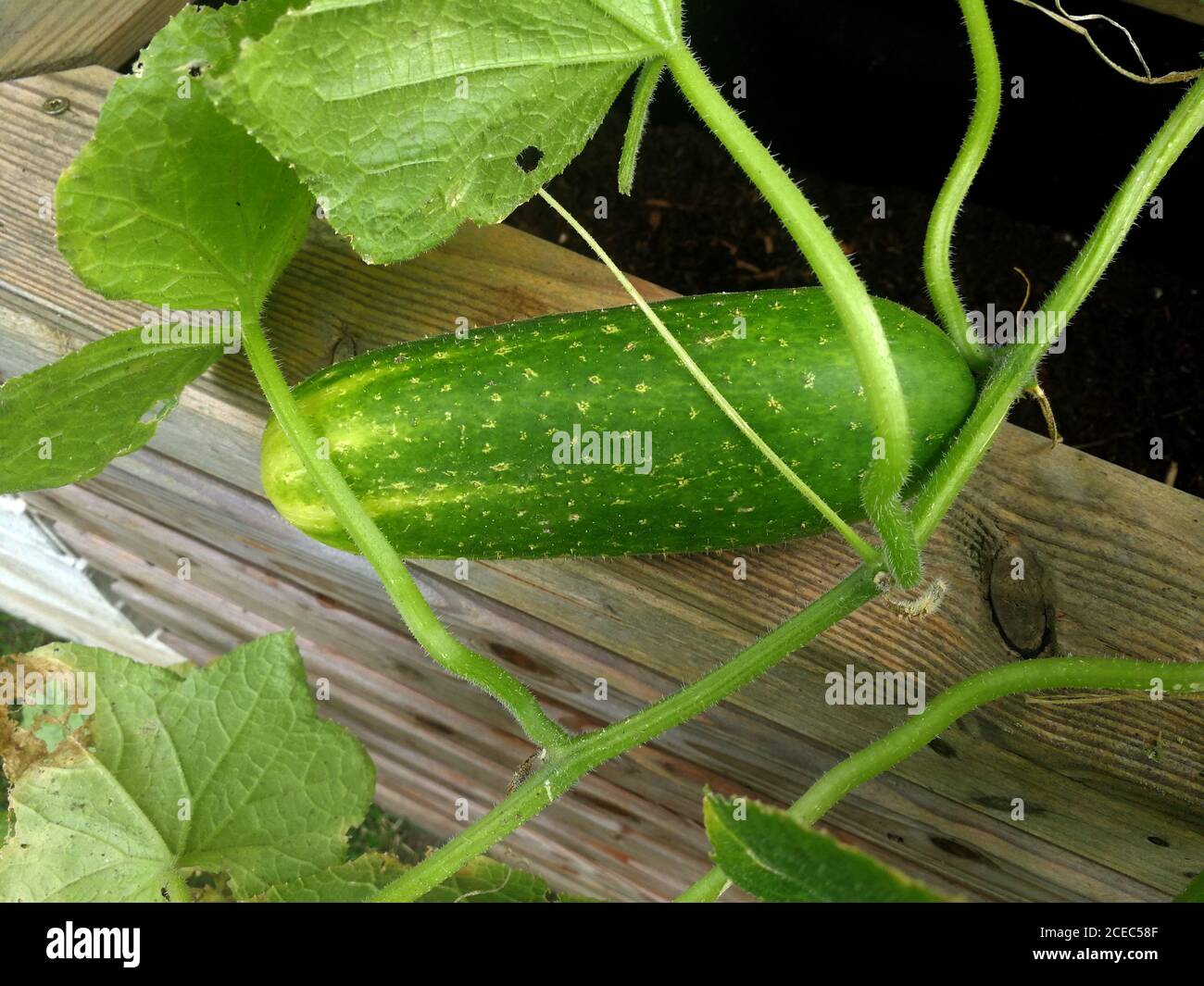 Cucumber on the shrub Stock Photo Alamy