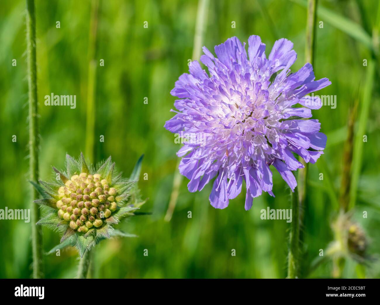 field scabious flower heads in natural sunny ambiance Stock Photo