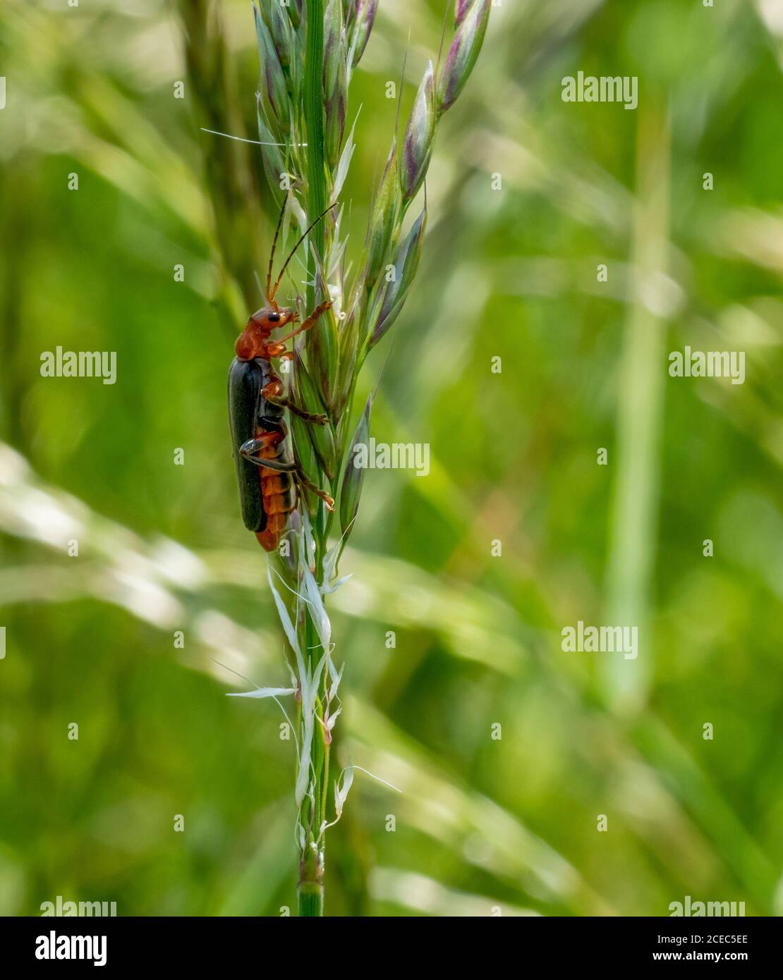 a Soldier beetle on grass stipe in natural back Stock Photo