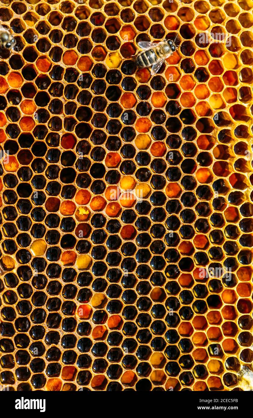 Honeycomb bee macro hi-res stock photography and images - Alamy