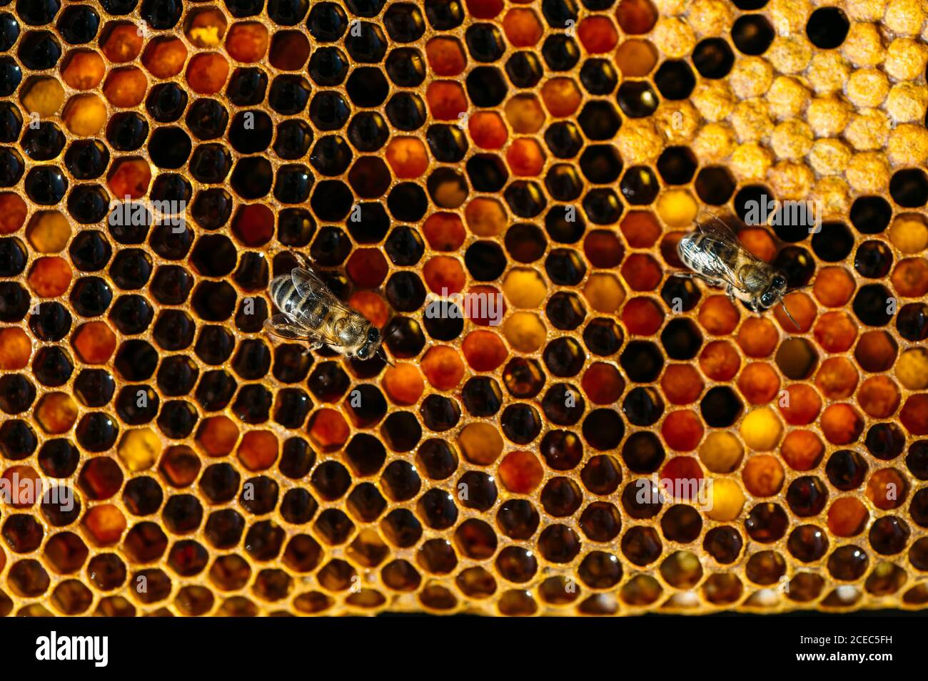 Bee and honeycomb hi-res stock photography and images - Alamy
