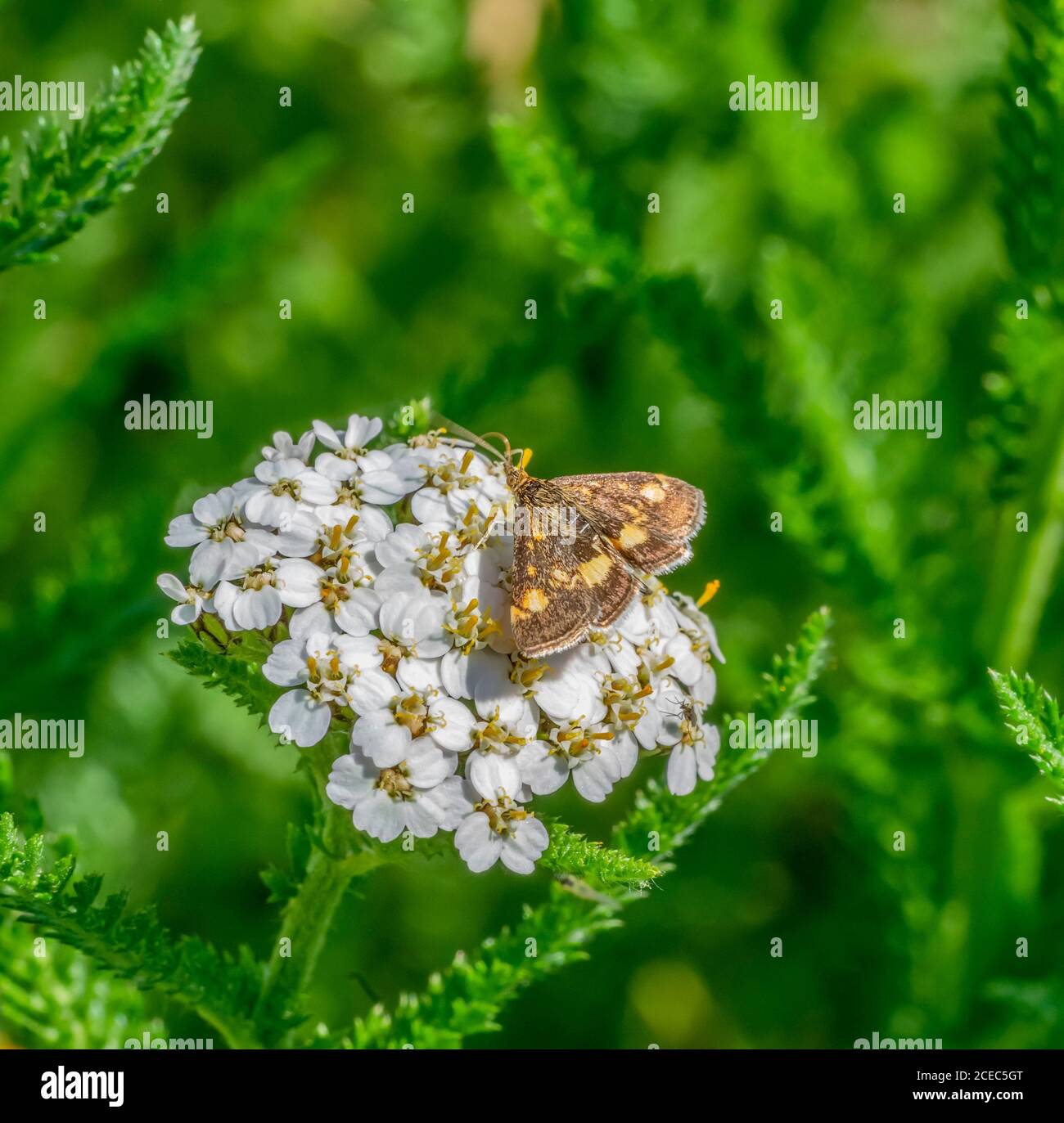 small brown butterfly on white flower in vegetation ambiance Stock Photo