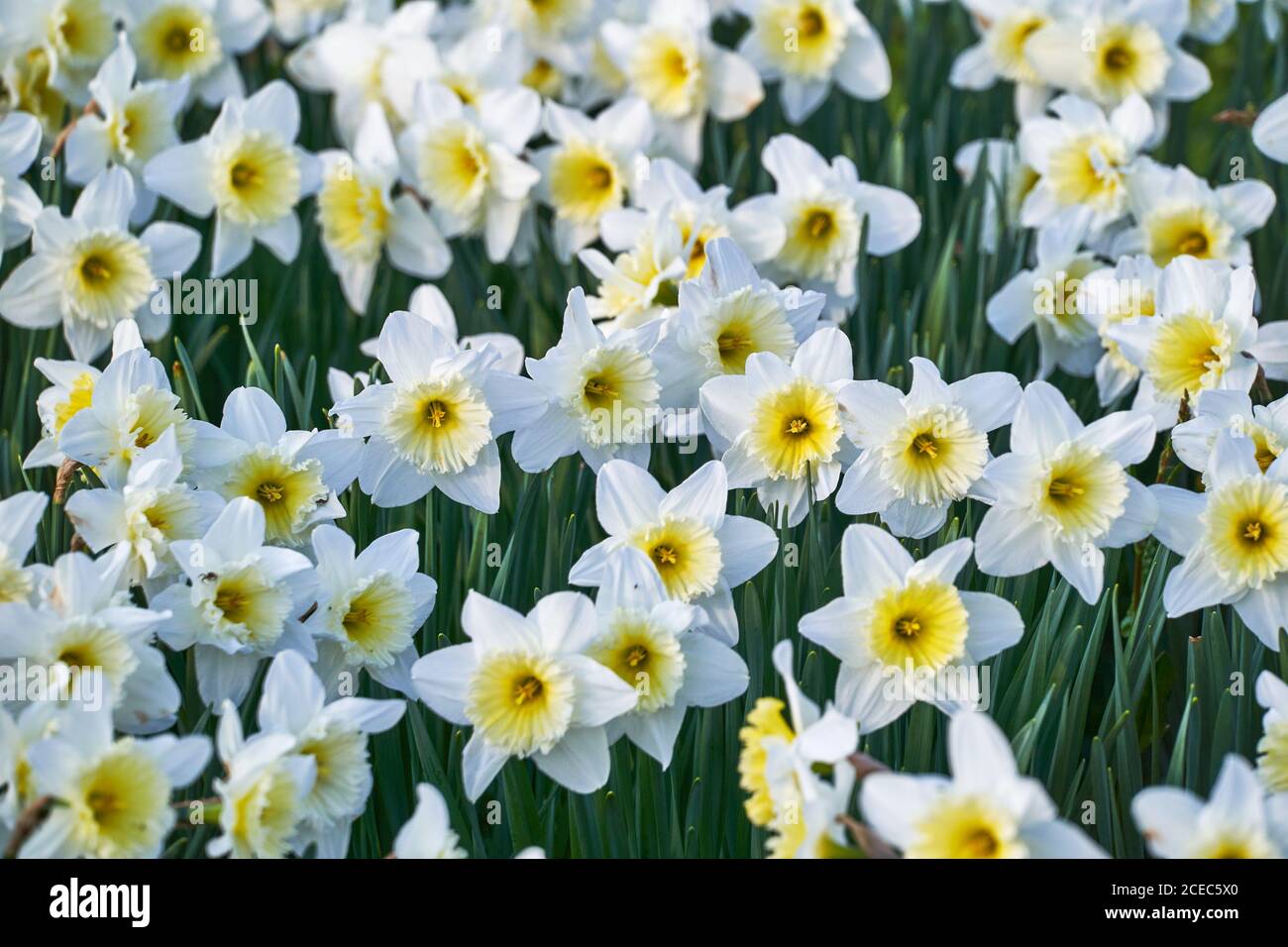 Amaryllidaceae asteraceae hires stock photography and images Alamy