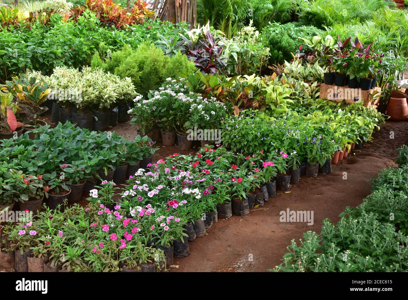 A beautiful place of nursery of flowers and plants of different kinds