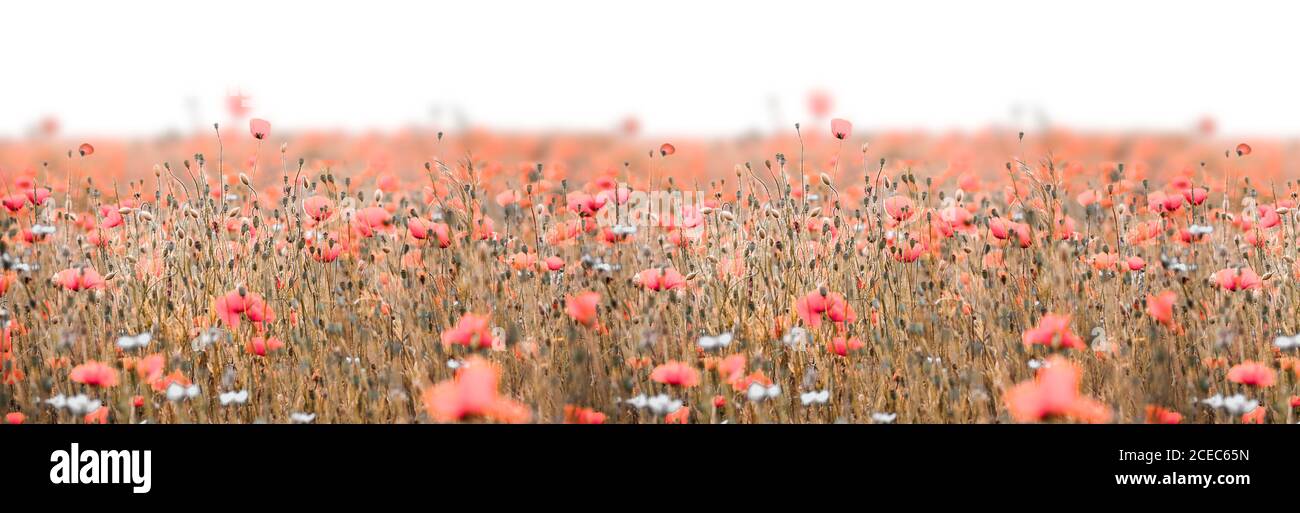 Flower border panorama hi-res stock photography and images - Alamy
