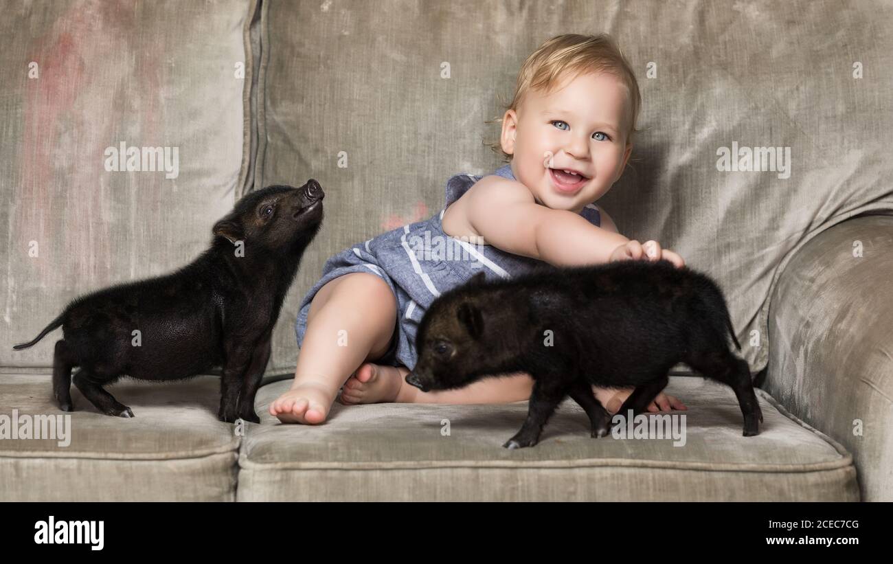 Cute young boy sitting with two small black mini pigs on sofa. Stock Photo