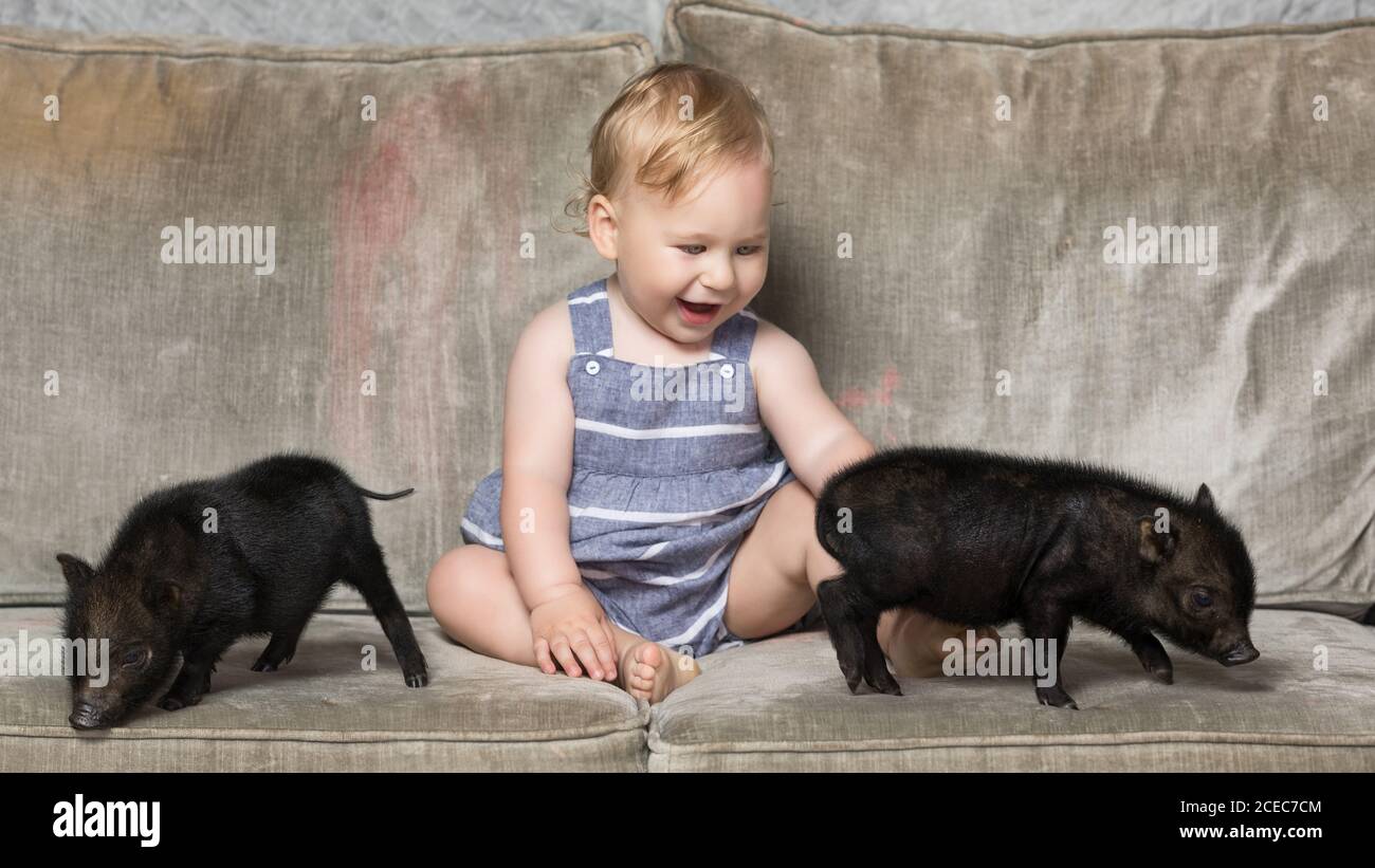 Cute young boy sitting with two small black mini pigs on sofa. Stock Photo