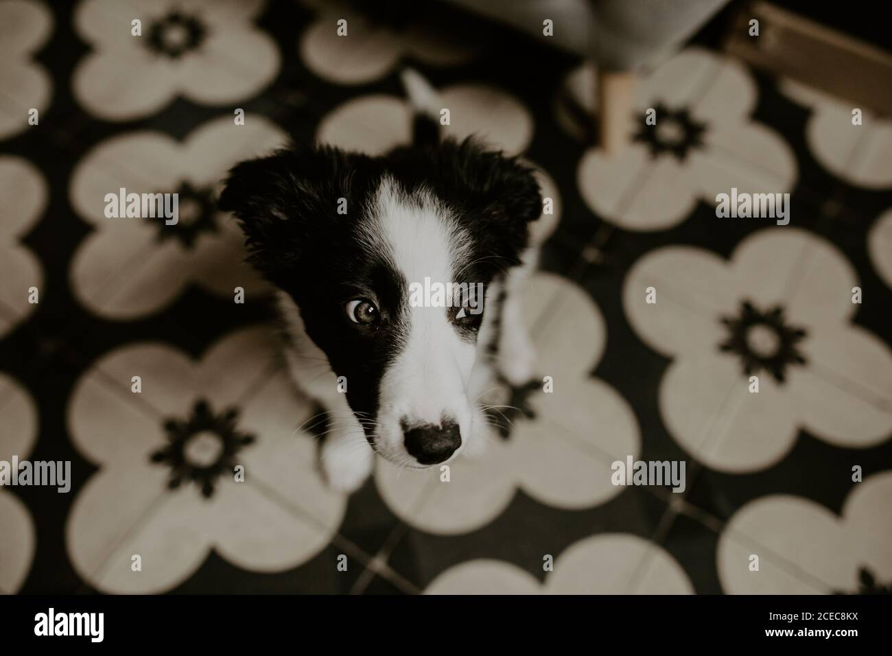 Funny puppy sitting on floor Stock Photo - Alamy