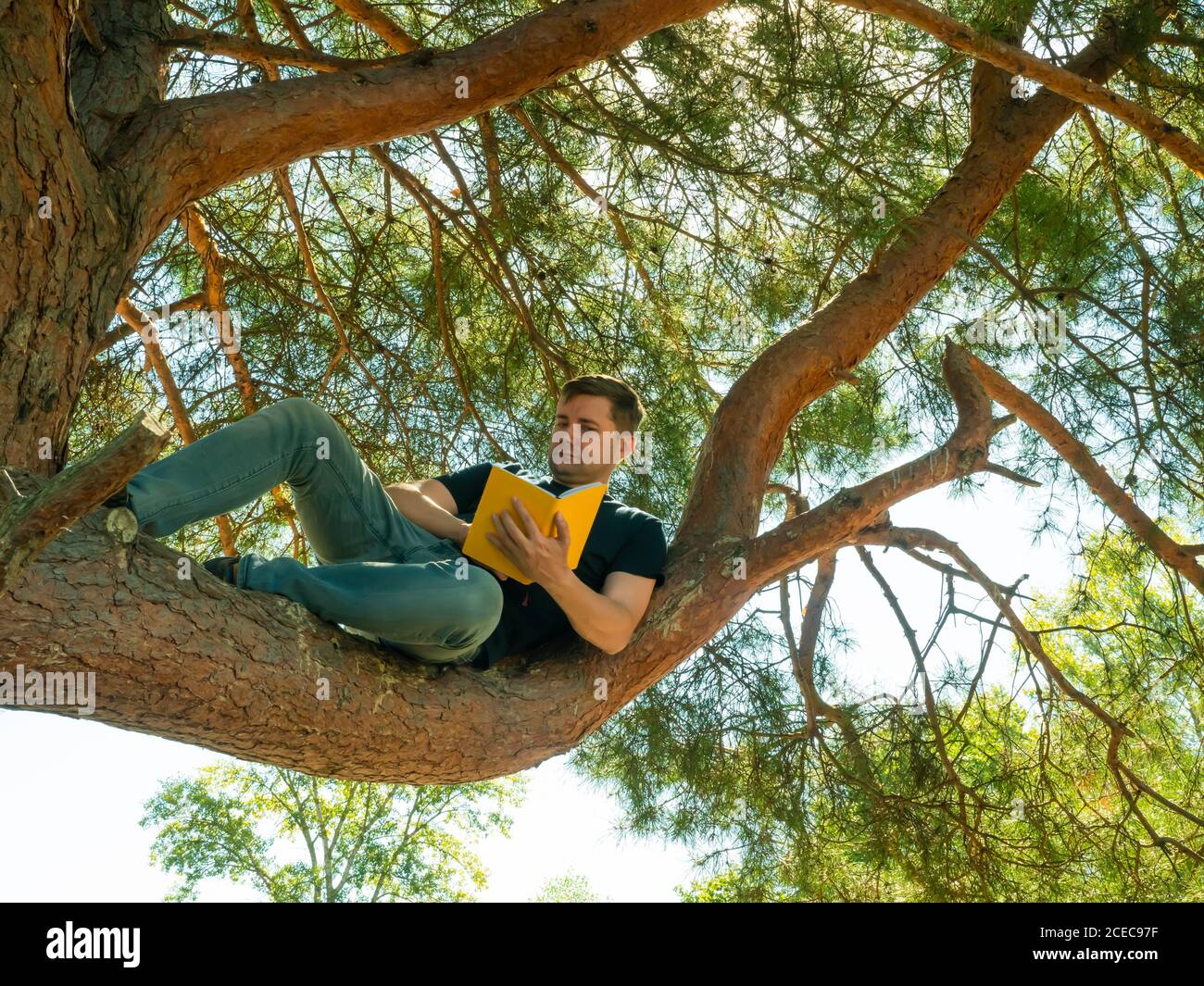 A man sits on a fir branch and reads a book. Summer outdoor recreation and relaxation. Stock Photo