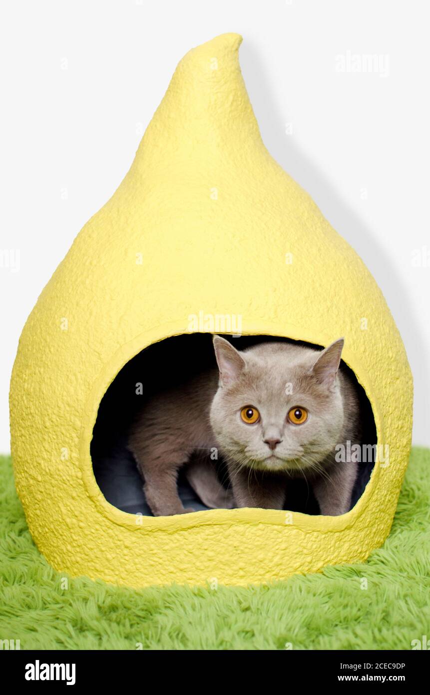British cat in handmade yellow house on white background, green floor