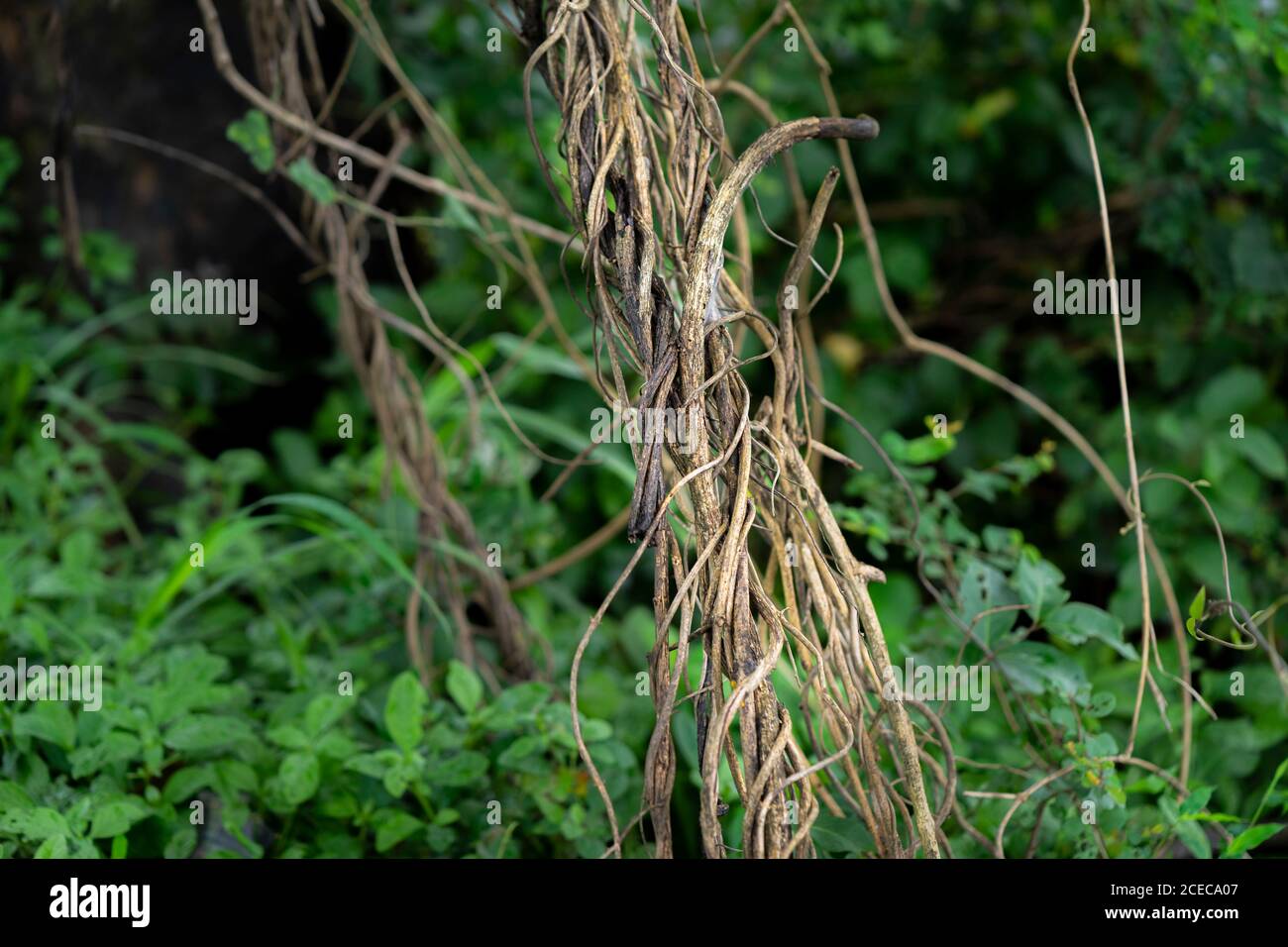 Adventitious root hires stock photography and images Alamy