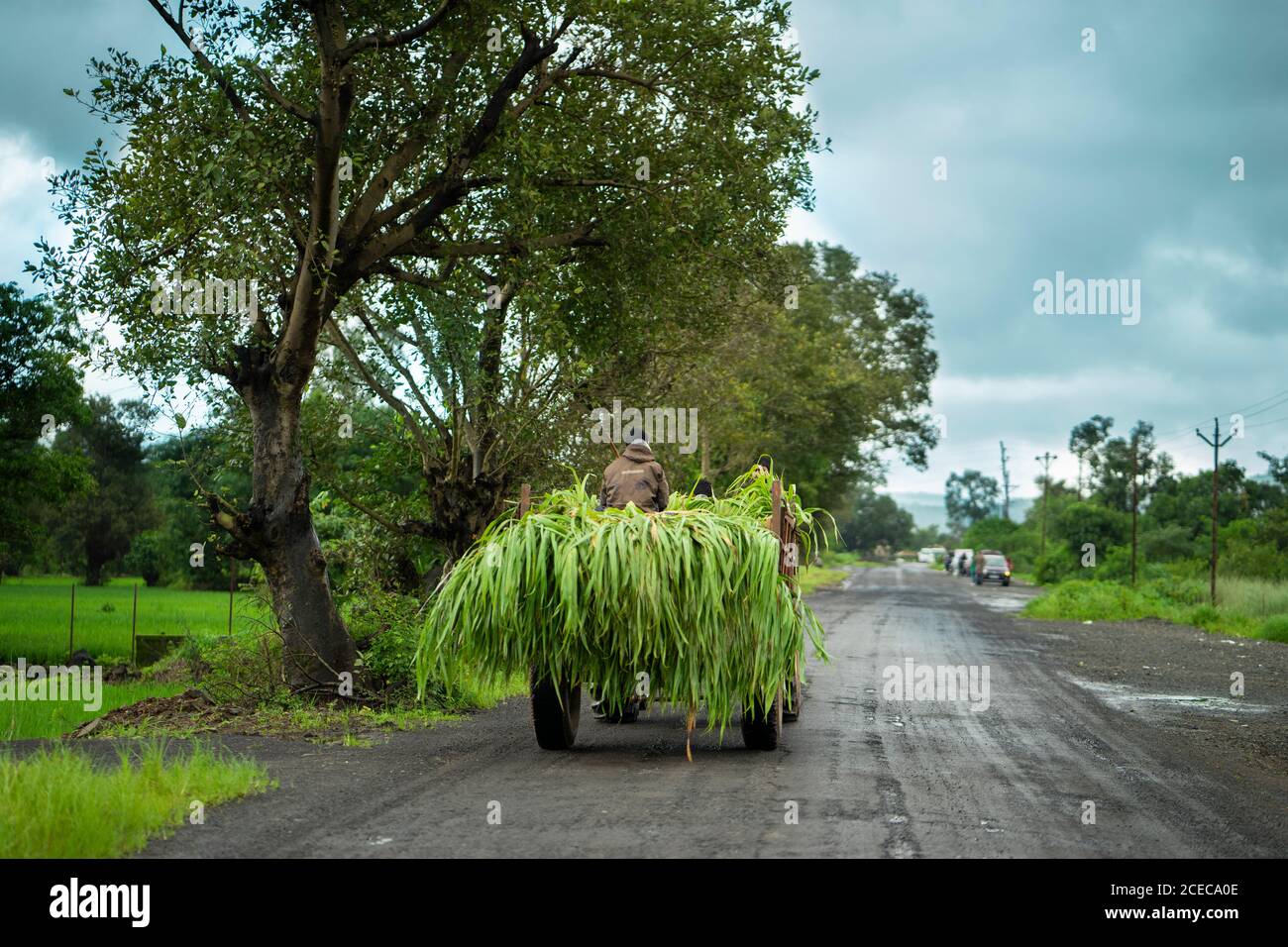 a tractor in an Indian village, carrying grass used as fodder Stock Photo