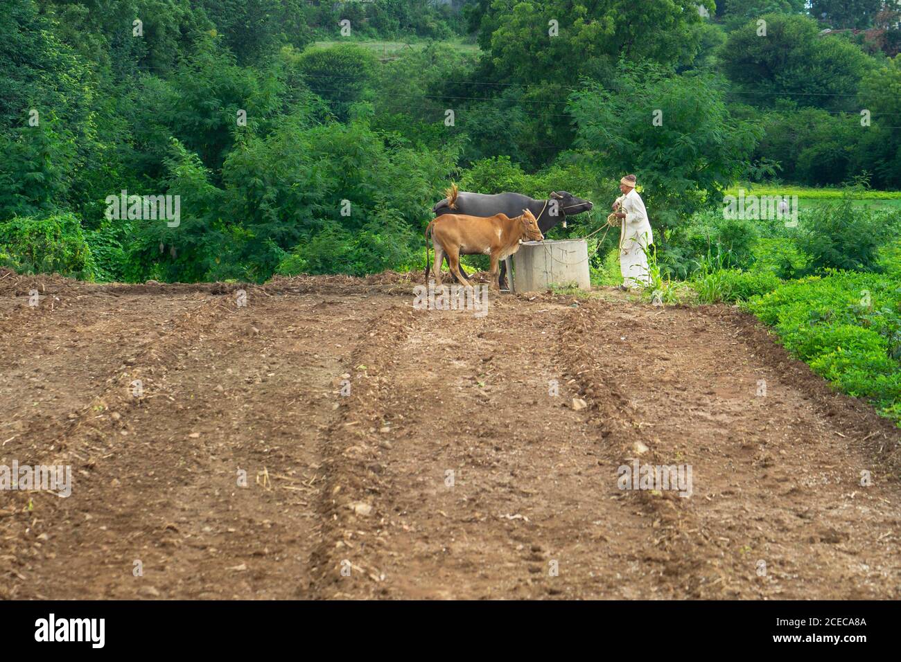 A farmer getting his cows to drink water in front of a tilled farm land in Pune Stock Photo