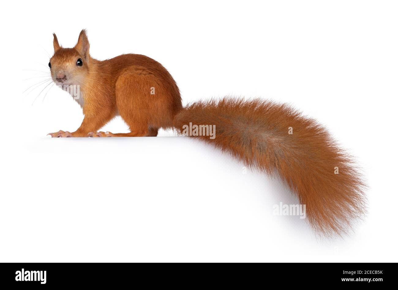 Squirrel Cut Out Template