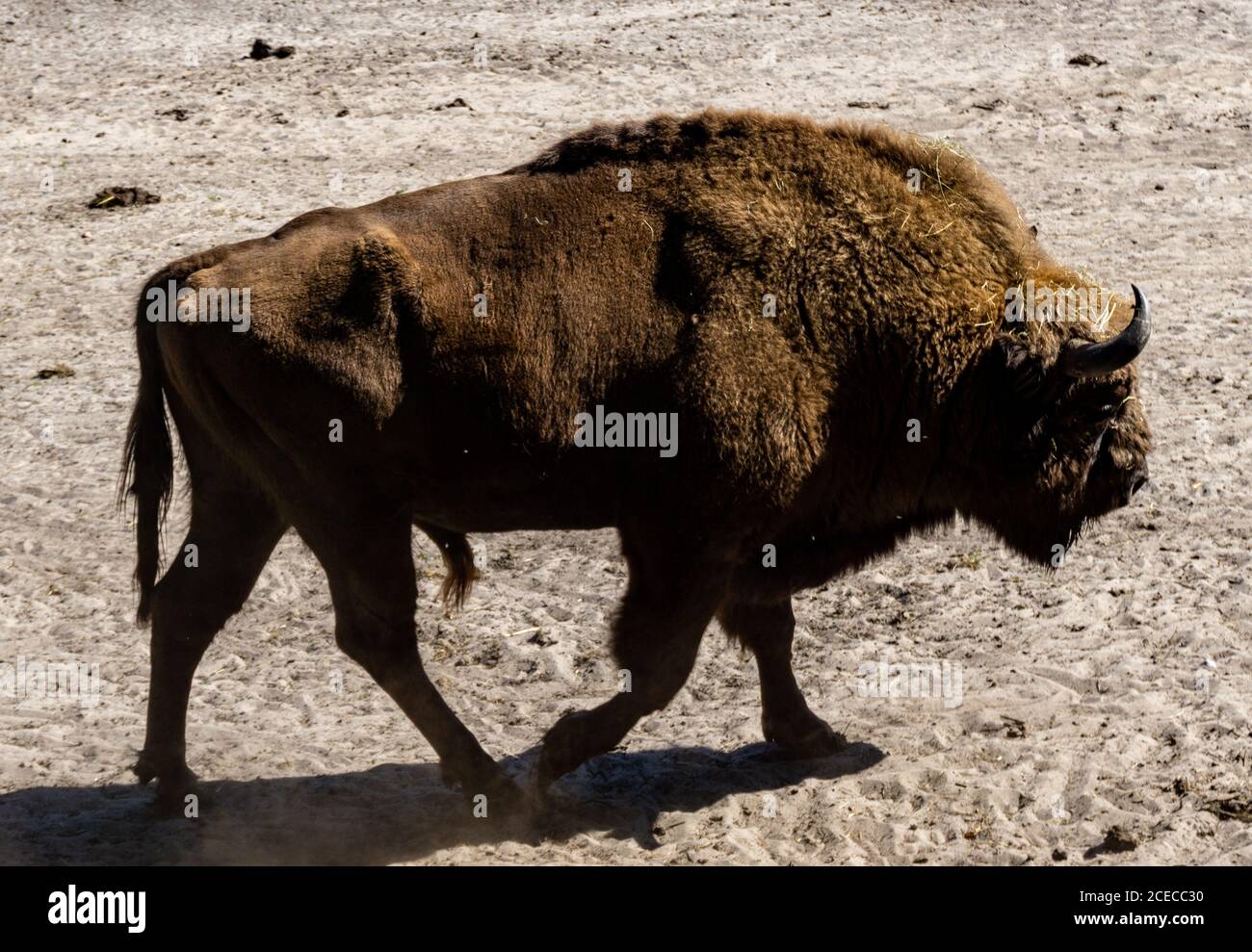 European Bison Vs American Bison