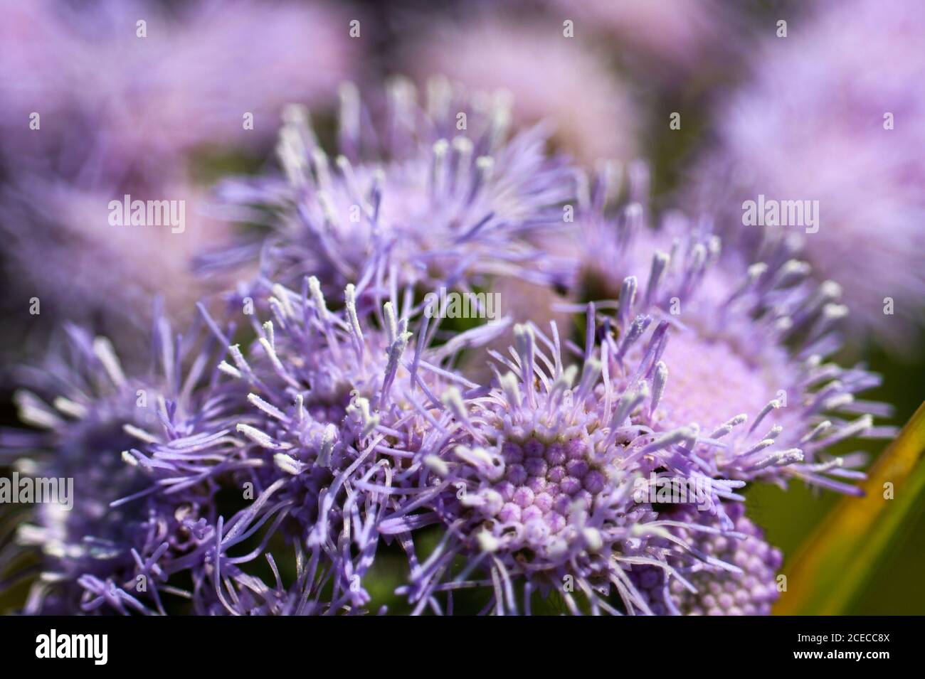 Close up of purple Whiteweed flowers Stock Photo