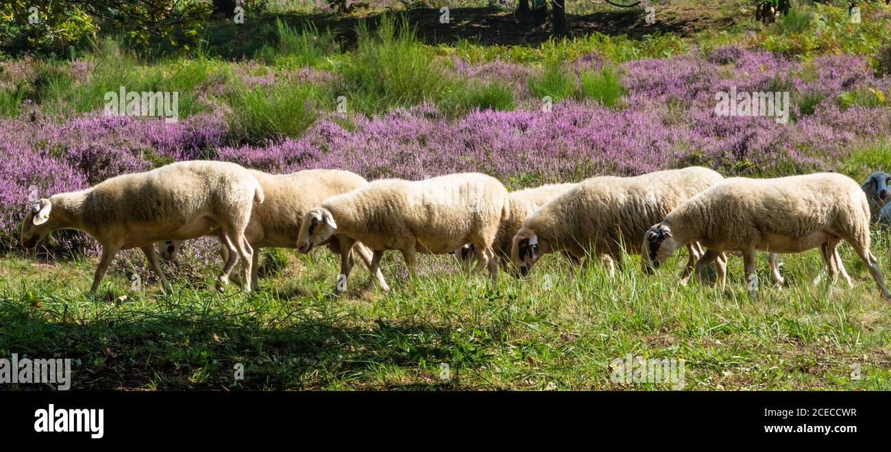 GERMANY. The former airbase today is protected nature reserve famous for its Scotch heather. Stock Photo