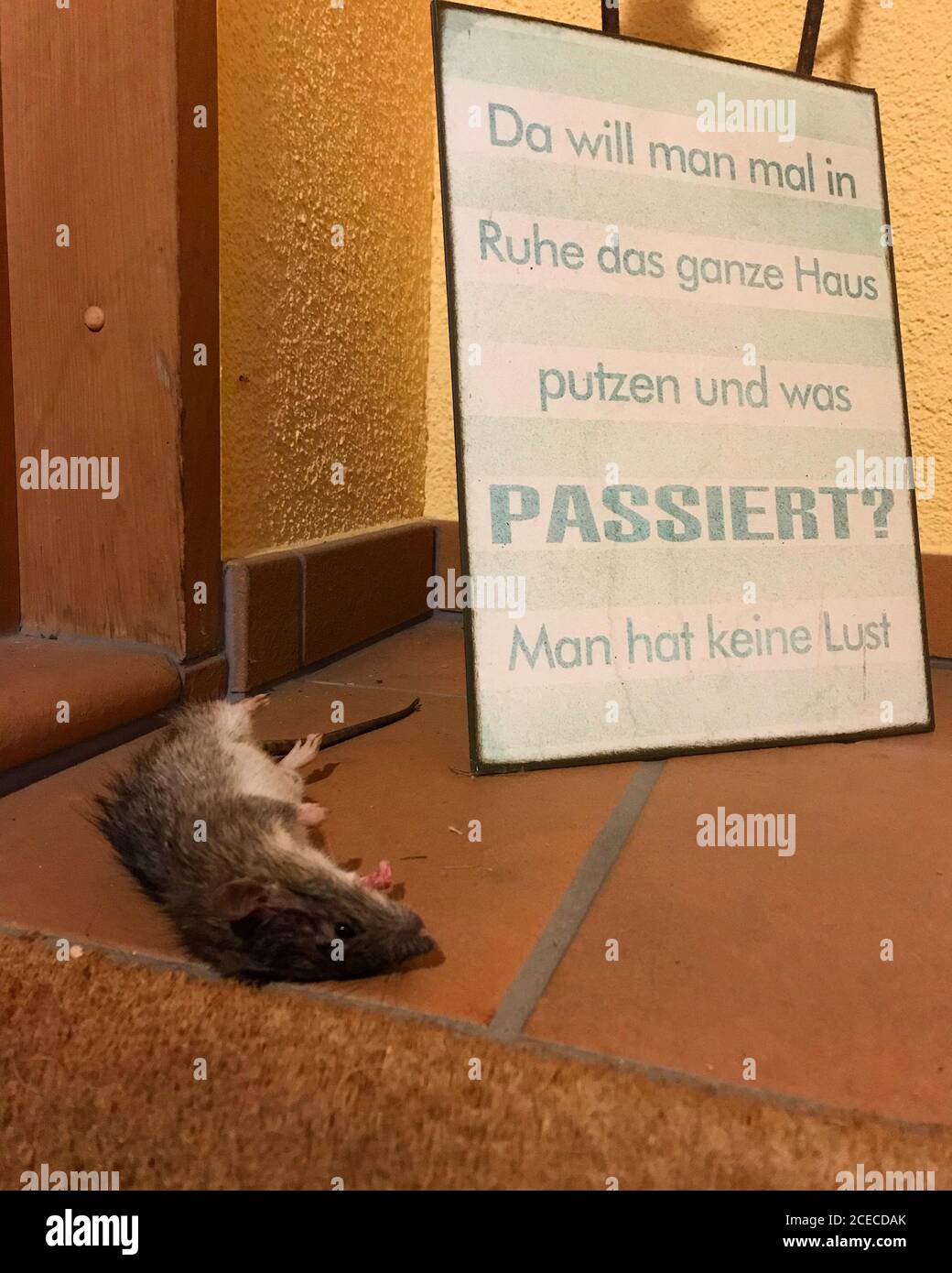 eine tote Ratte liegt vor dem Eingang mit dem Schild: 'Da will man mal in Ruhe das ganze Haus putzen und was passiert? Man hat keine Lust.' Motivation Stock Photo