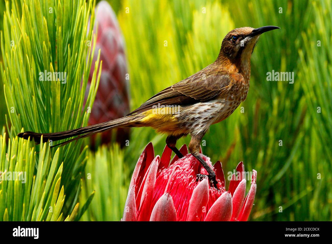 A female Cape sugarbird feeding on the nectar deep inside a protea flower-head. The males of this species have very long tails. Stock Photo