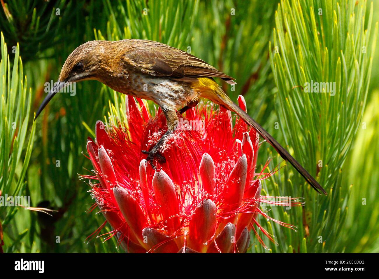 A female Cape sugarbird feeding on the nectar deep inside a protea flower-head. The males of this species have very long tails. Stock Photo