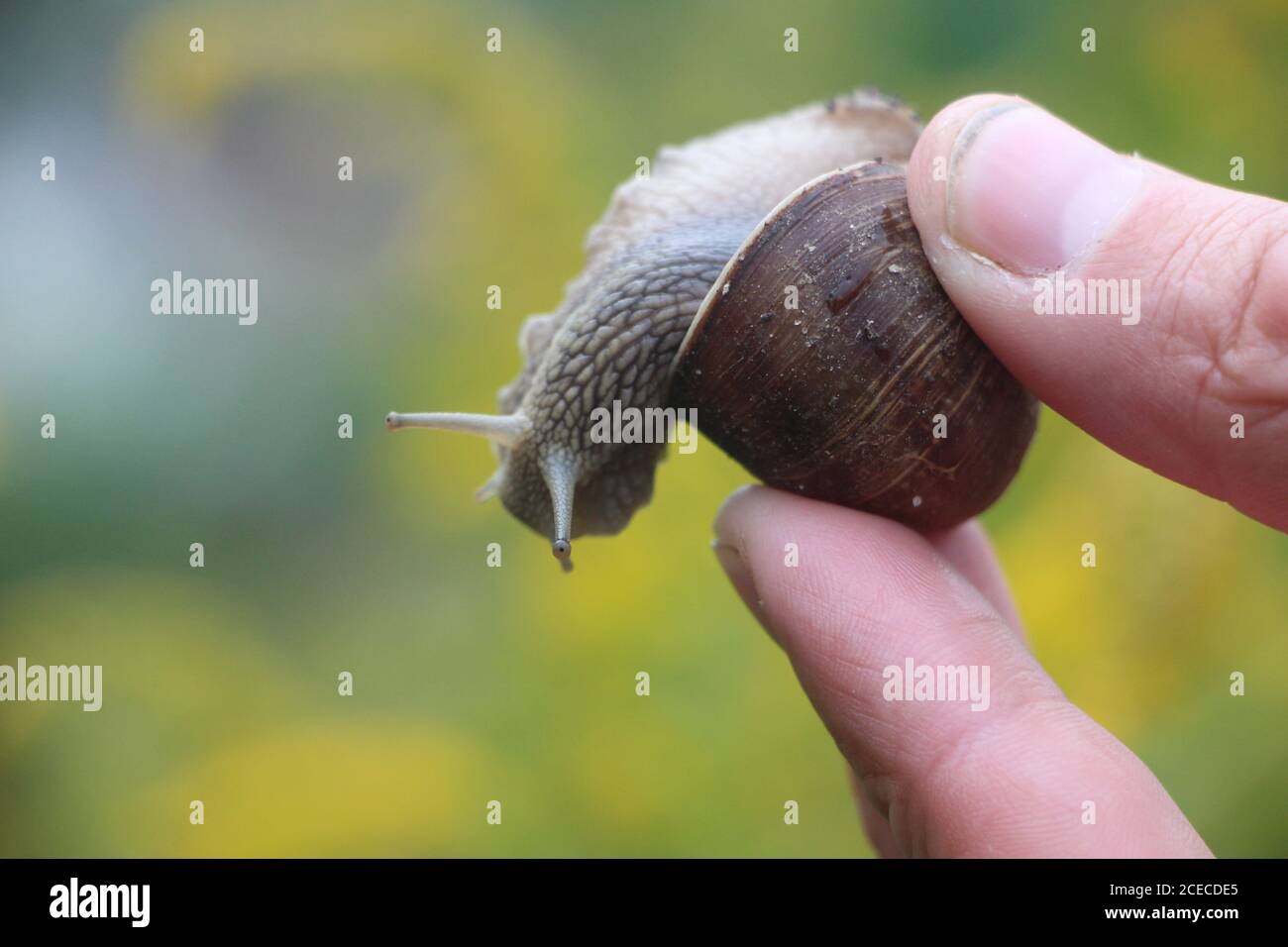 Large vineyard garden snail in male fingers. Selective focus Stock