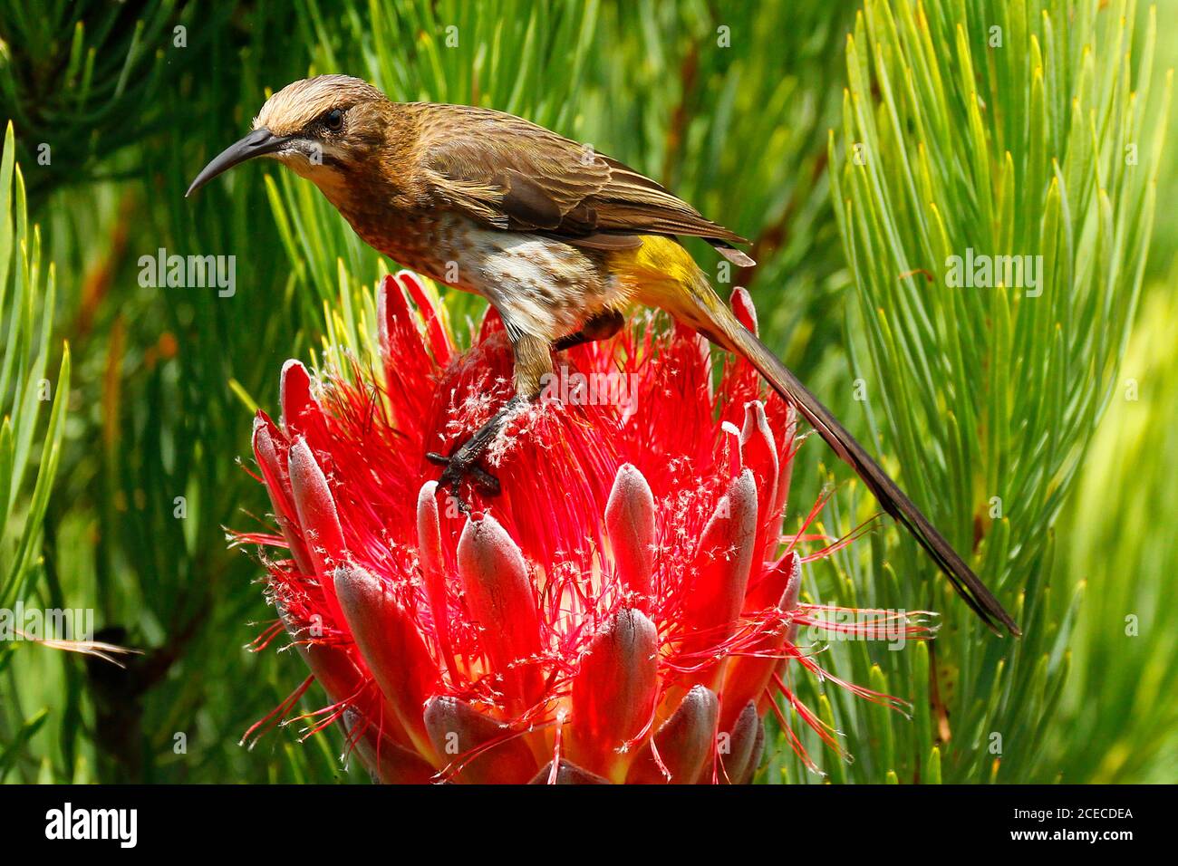 A female Cape sugarbird feeding on the nectar deep inside a protea flower-head. The males of this species have very long tails. Stock Photo