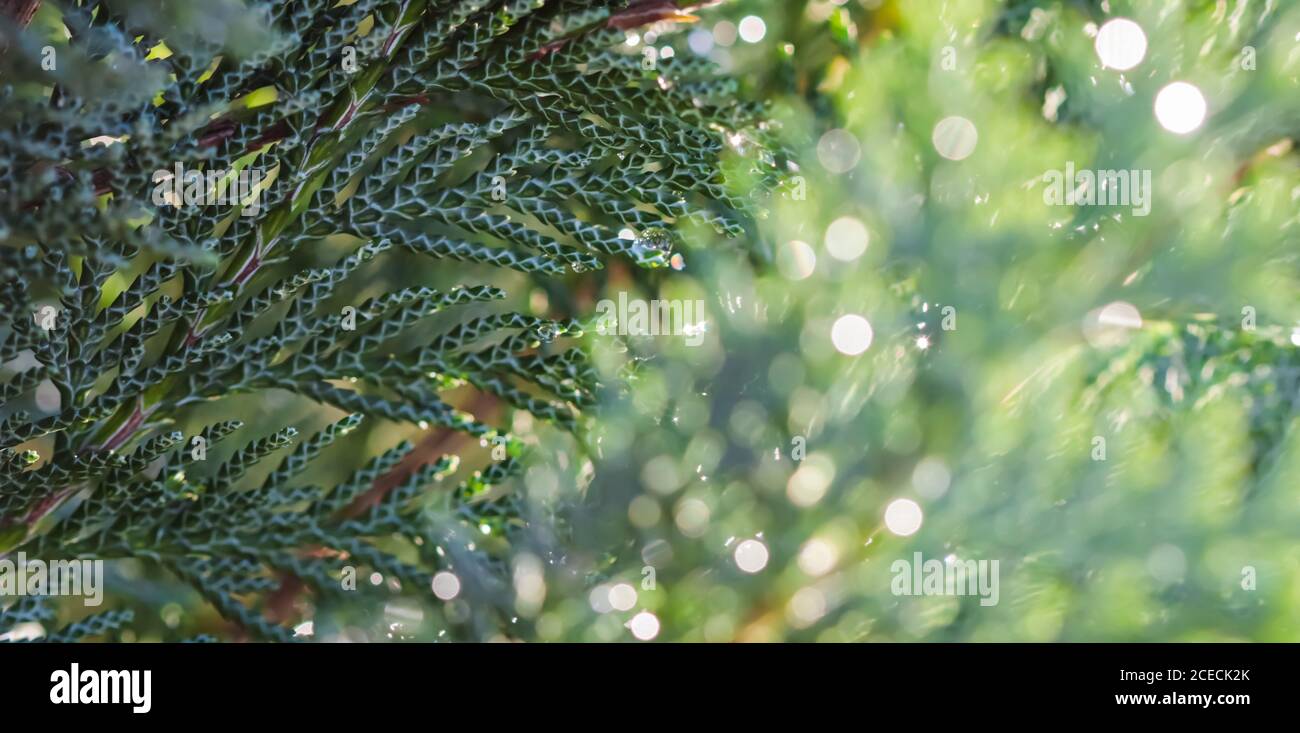 Closeup Blue leaves of evergreen coniferous tree Lawson Cypress or Chamaecyparis lawsoniana after the rain. Extreme bokeh with light reflection. Macro Stock Photo