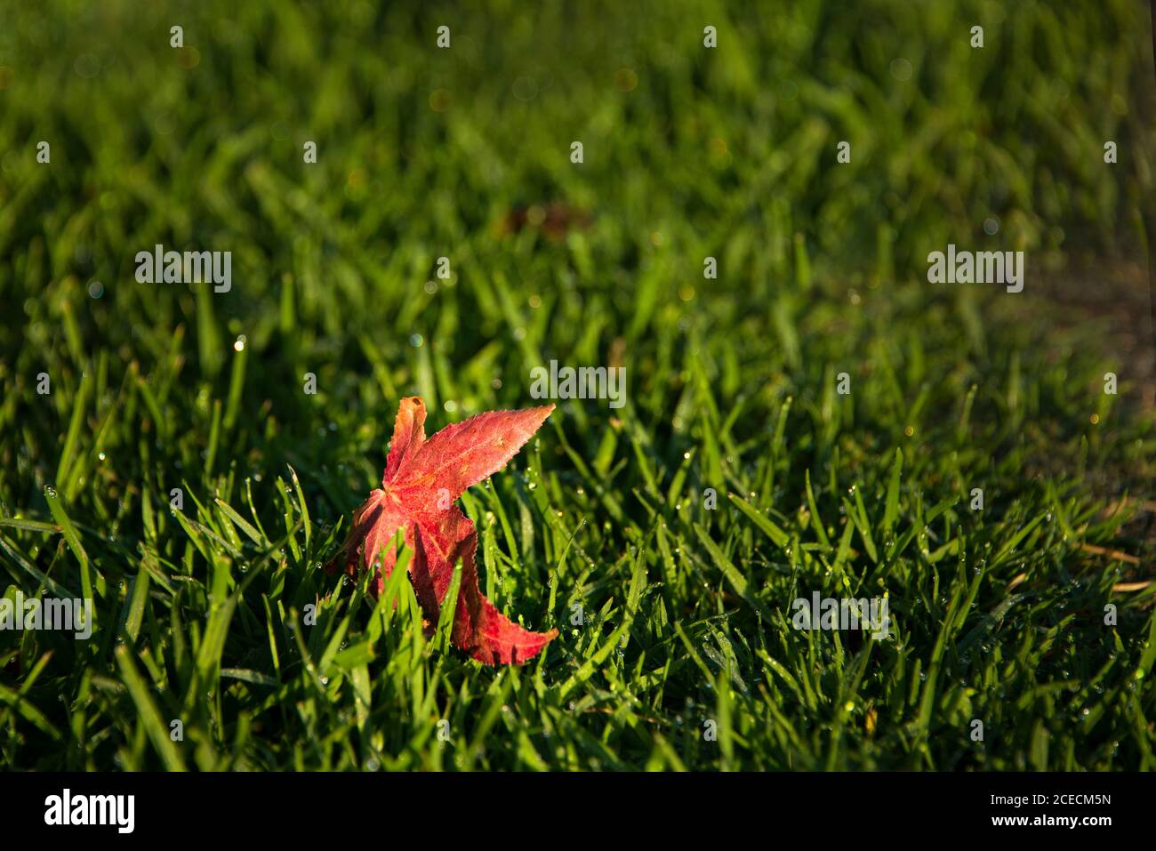 A bright red autumn leaf sitting on the green grass with morning dew Stock Photo