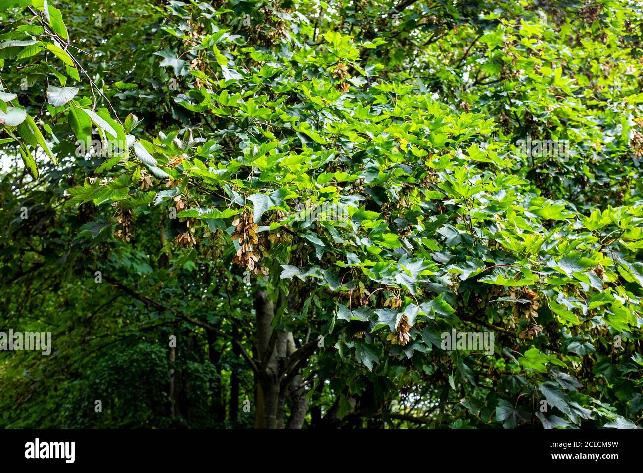 Sycamore trees and leaves in Brighton UK Acer pseudoplatanus