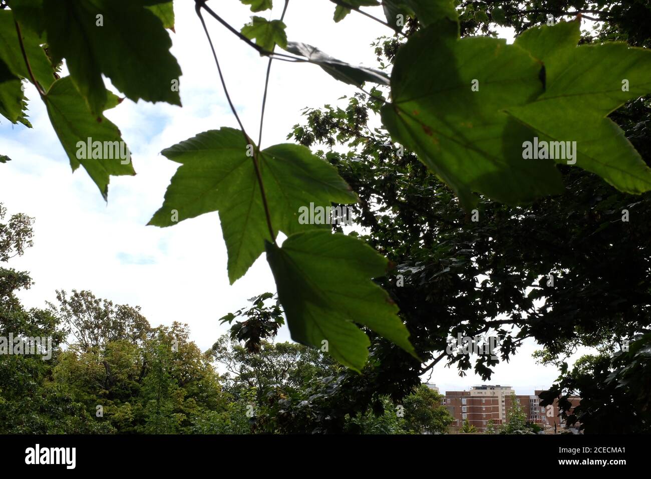 Sycamore trees and leaves in Brighton UK - Acer pseudoplatanus Sapindaceae  Sapindales also known as the Sycamore Maple in America Stock Photo