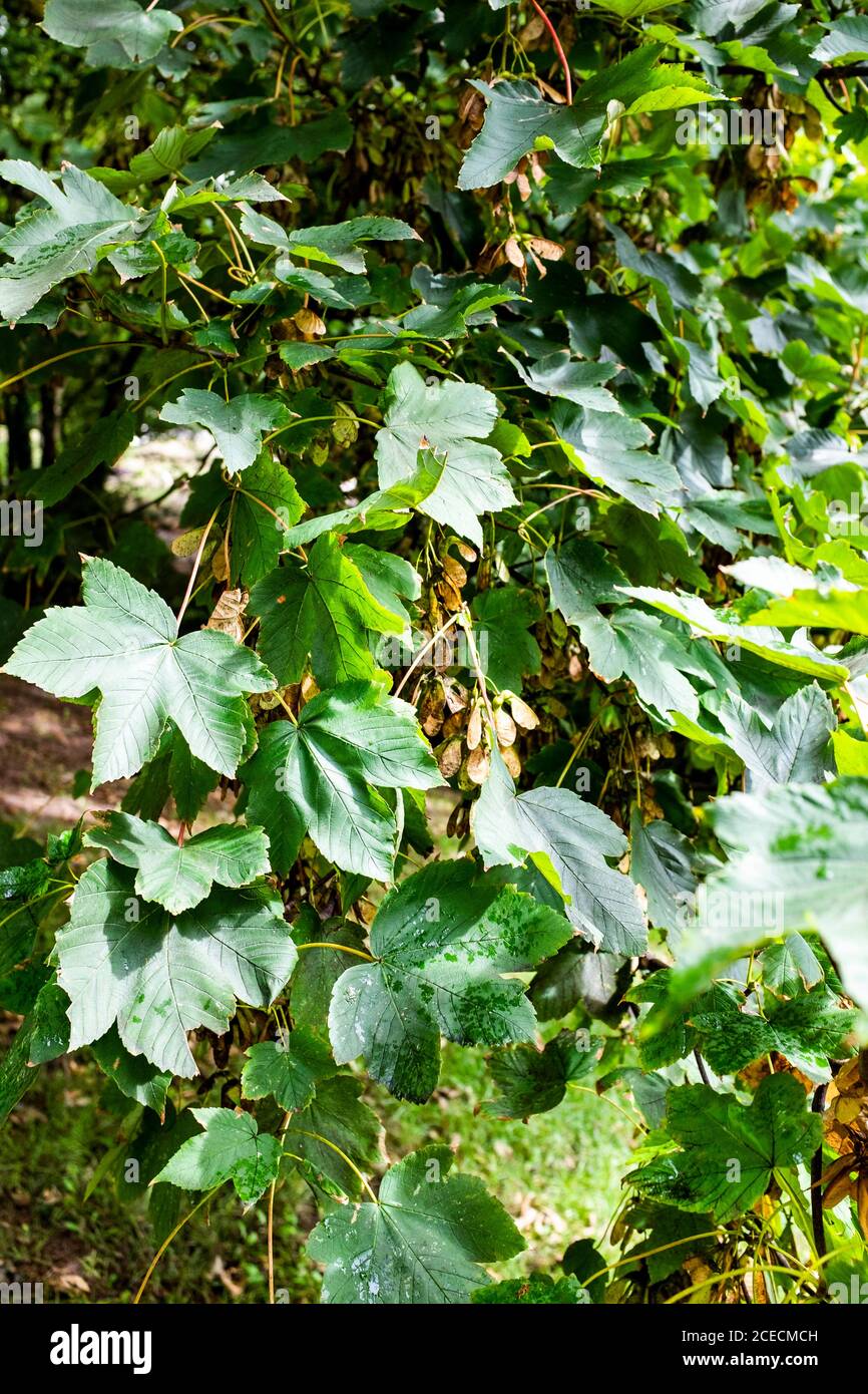 Sycamore trees and leaves in Brighton UK Acer pseudoplatanus