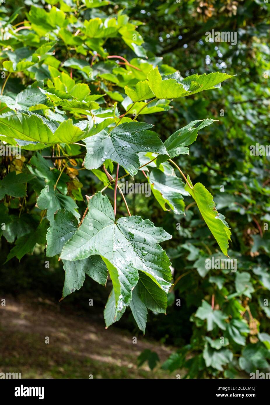 Sycamore trees and leaves in Brighton UK - Acer pseudoplatanus Sapindaceae  Sapindales also known as the Sycamore Maple in America Stock Photo