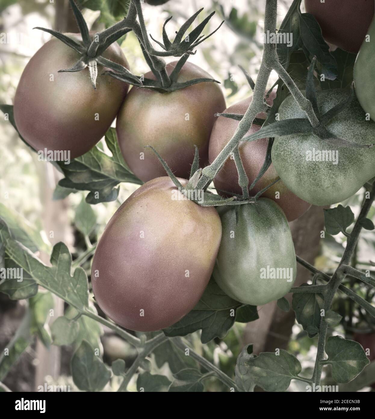 Tomatoes ripen on the branches of a Bush Stock Photo - Alamy