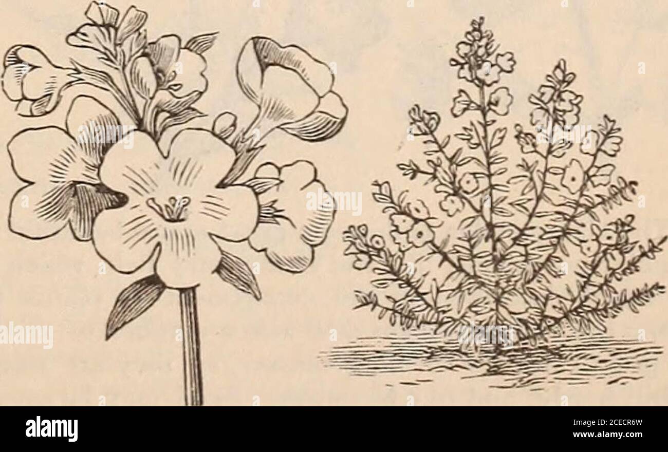 . Vick's floral guide. A very pretty genus of plants, with succulent stemsand fleshy leaves, and, like the Portulaca, belonging tothe Purslane family. The engraving shows the hab-it of the plant, which does best in a light, sandy soil,but better if sown under glass. Calandrinia grandiflora, rose; flower-stalks one to two feet, 5 umbellata, rosy purple; perennial, but flower-ing the first season, 10 CH/ENOSTOMA.. The Chaenostoma fastigiata is a pretty, dwarf, com-pact plant, with white flowers. It is very good for edg-ings, baskets, or little clumps, and may be used in anyplace where a small wh Stock Photo