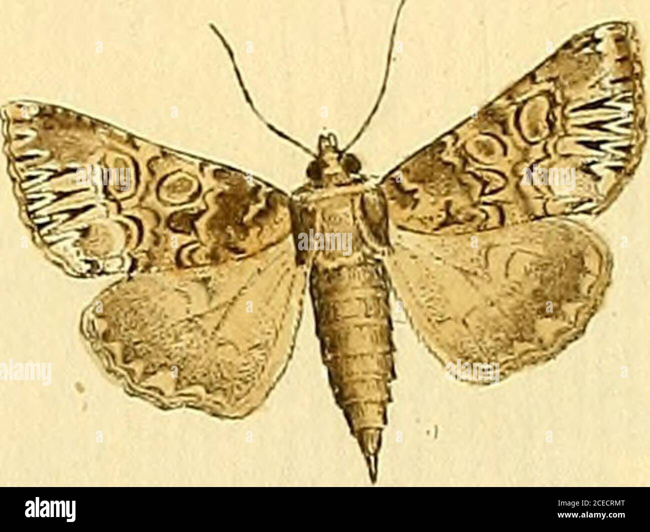 . Sammlung europscher Schmetterlinge, errichtet von Jacob Hner in Augsburg. SSS. /2/^//^d .^c/jiJop ^ra, Jf^ Yocüar , IT. ^e/i-ici/ia::^, -E. c^o.. 665. Stock Photo