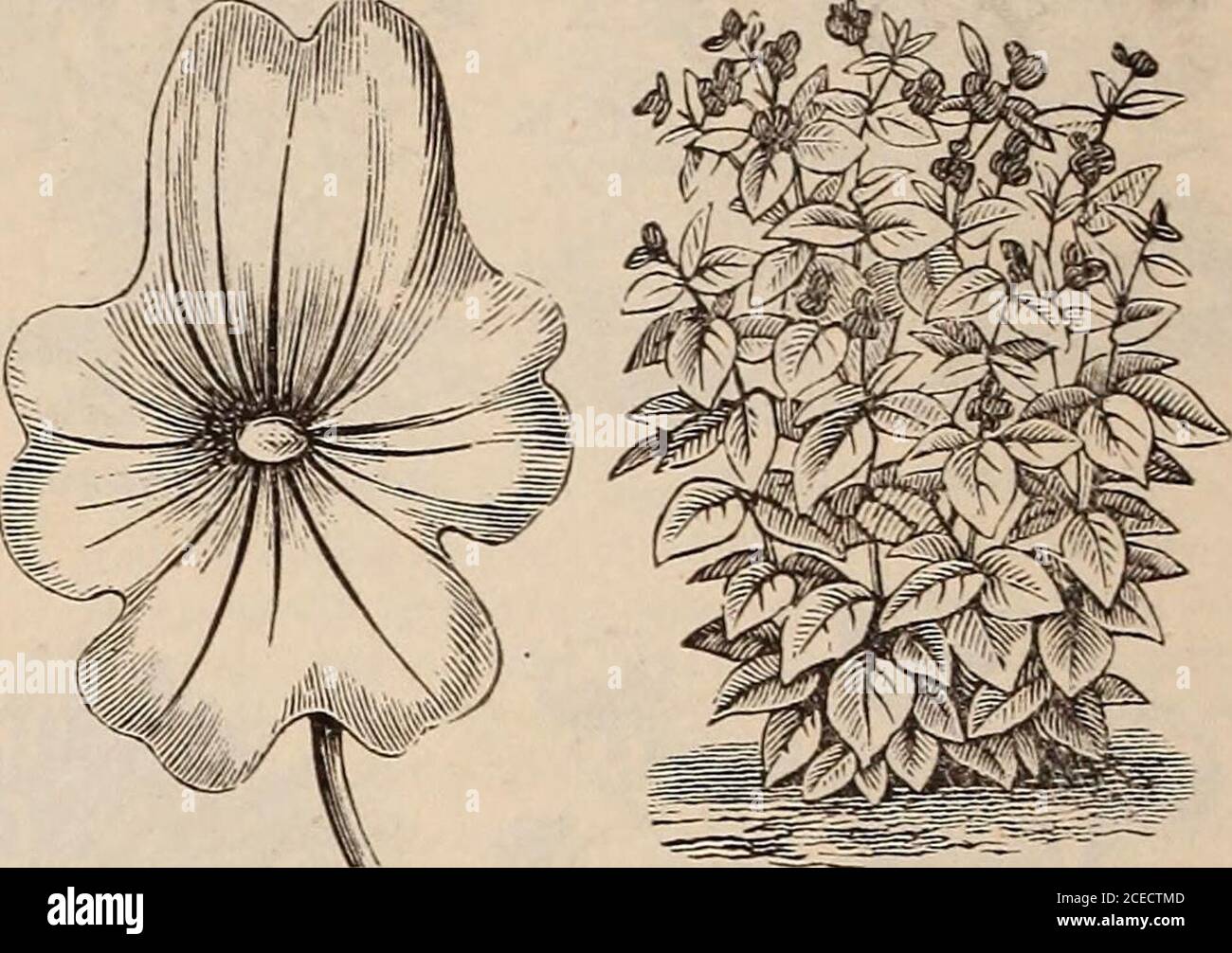 swan river daisy line drawing