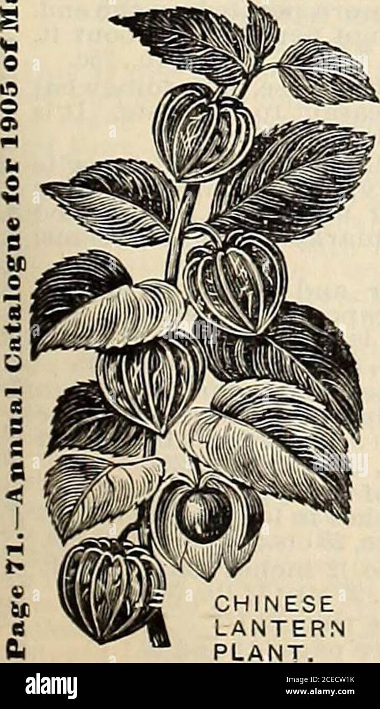 The Maule Seed Book For 1905 Imp Ground Cherry Winter Cherry 11 Feet High Perfectly Hardy A Beautiful Window Plant Bears The First Sea Son Producing Balloon Like Husks 3 To 3 Inchesacross The Maule Seed Book For 1905 Imp Ground Cherry Winter Cherry 11 Feet High Perfectly Hardy A Beautiful Window Plant Bears The First Sea Son Producing Balloon Like Husks 3 To 3 Inchesacross